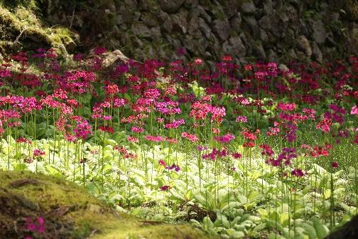 【千種】クリンソウ