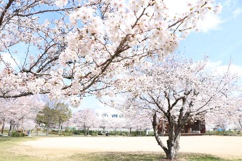 【⼭崎】夢公園の桜