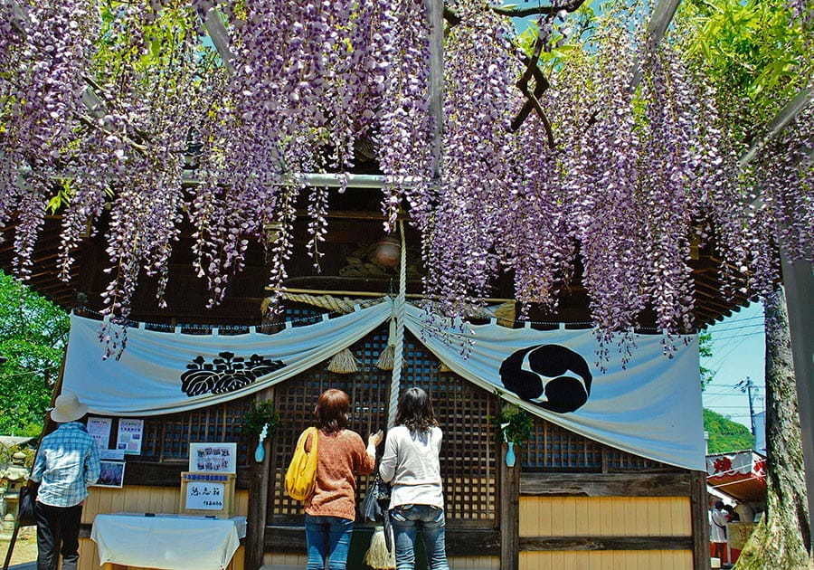 大歳神社「千年藤」藤まつり