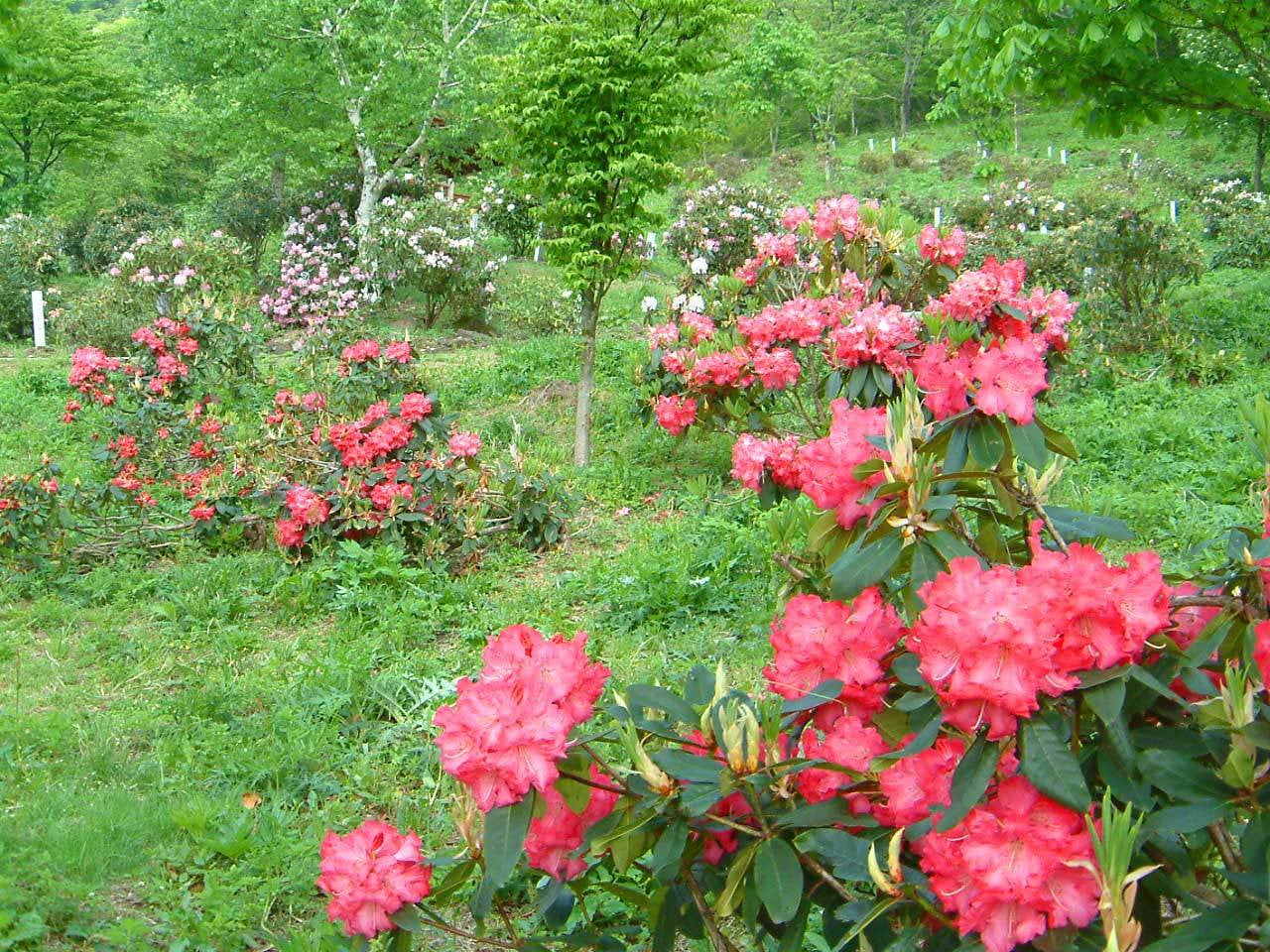 2019全国しゃくなげ公園まつり