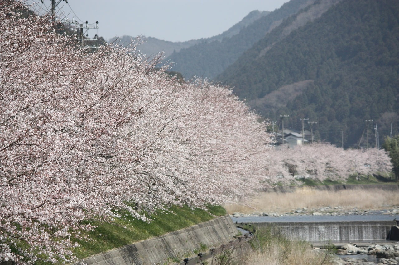 西深桜まつり