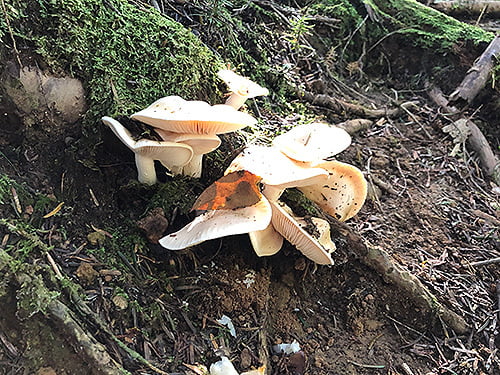 県立国見の森公園プログラム 初秋の森のきのこ観察 ※プログラムの中止・内容変更の可能性あり