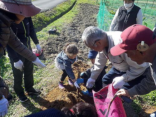 県立国見の森公園プログラム 自然薯の収穫とトロロ飯