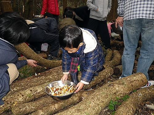 県立国見の森公園プログラム 国見キノコ園収穫とキノコ料理