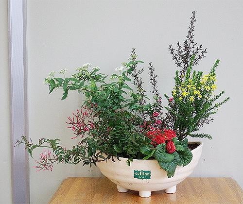 花と緑の教室~早春の草花の寄せ植えと管理法~