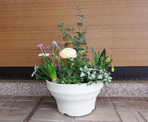 花と緑の教室~早咲き球根類を使った寄せ植えと管理法~