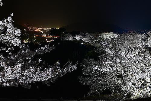 竹田城跡夜桜ライトアップ