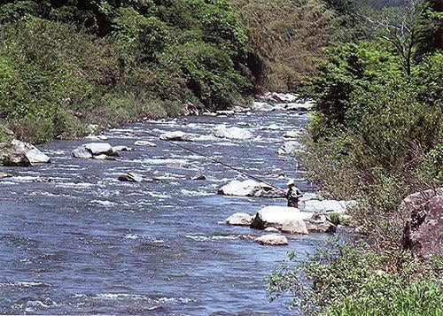 揖保川・千種川　アマゴ釣り　解禁