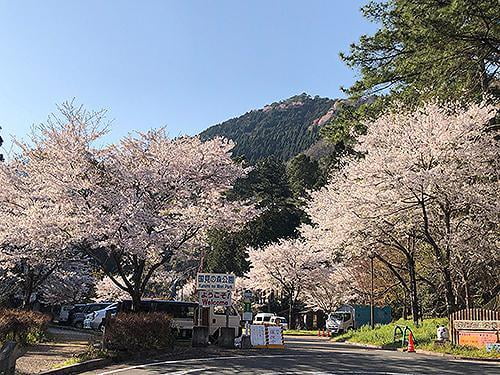 宍粟の花めぐり 県立国見の森公園の桜