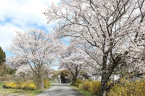 宍粟の花めぐり　葛根腰痛地蔵尊の桜と連翹