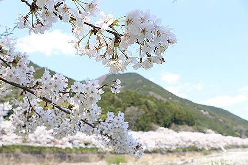 西深桜まつり