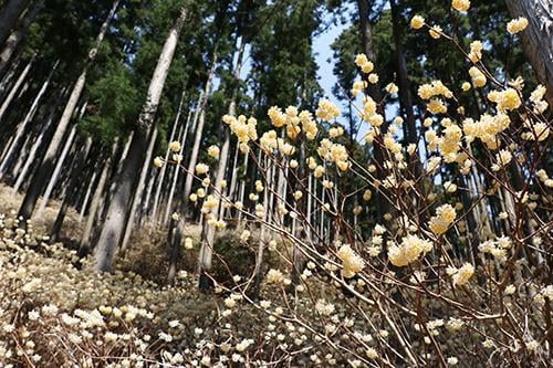 宍粟の花めぐり　本谷のミツマタ