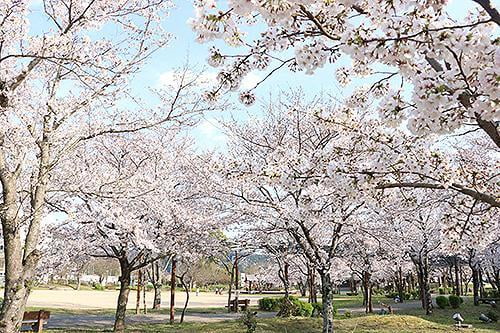 宍粟の花めぐり　夢公園の桜