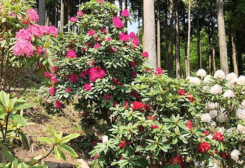 宍粟の花めぐり シャクナゲ