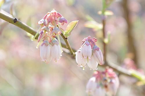 宍粟の花めぐり ブルーベリーの花