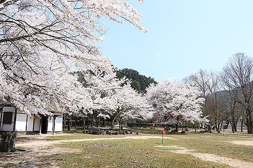 宍粟の花めぐり　家原遺跡公園の桜
