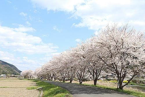 宍粟の花めぐり　高下の桜並木