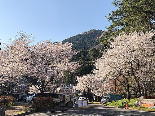 宍粟の花めぐり　県立国見の森公園の桜