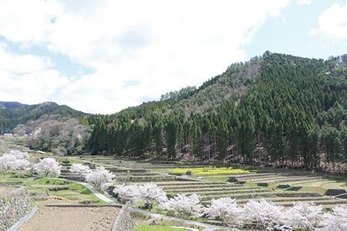 宍粟の花めぐり　山田の里棚田の桜