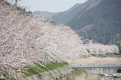 宍粟の花めぐり 西深の桜並木