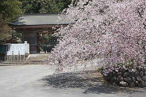 宍粟の花めぐり　正福寺桜・五色椿