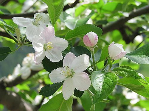 宍粟の花めぐり　りんごの花