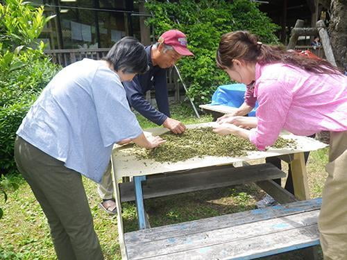 【中止】県立国見の森公園プログラム　お茶摘みとお茶づくり