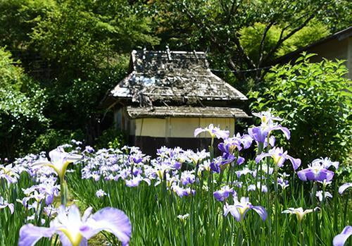 西新宿おじいちゃんとおばあちゃんの花しょうぶ園