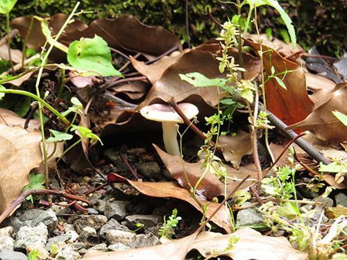 県立国見の森公園プログラム 夏の森のきのこ観察会