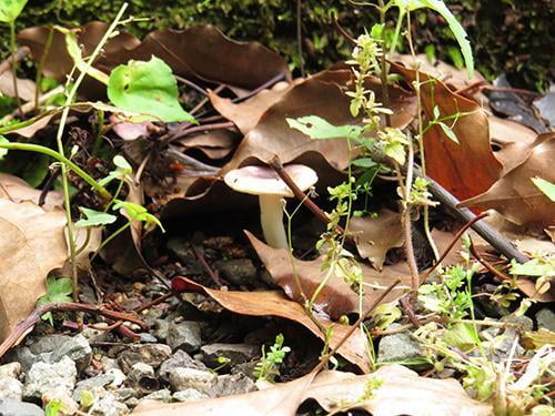 県立国見の森公園プログラム　夏の森のきのこ観察会