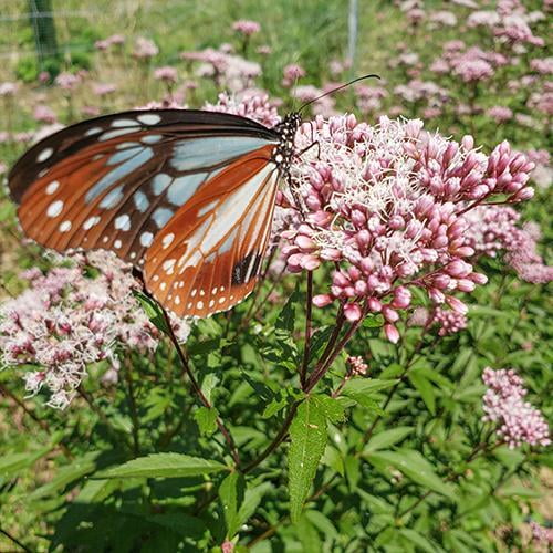 県立国見の森公園プログラム　アサギマダラの舞う森づくり　ボランティア活動