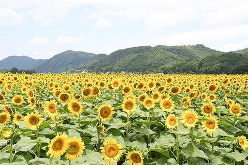 佐用町南光ひまわり祭り