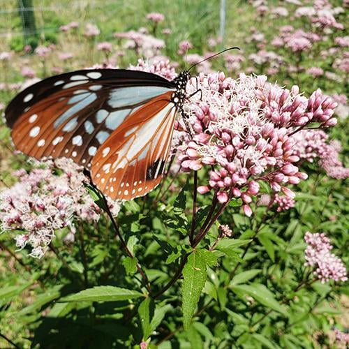 県立国見の森公園プログラム アサギマダラの舞う森づくり ボランティア活動