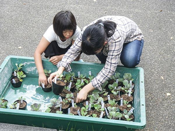 県立国見の森公園プログラム 国見農園 葉ボタンづくり