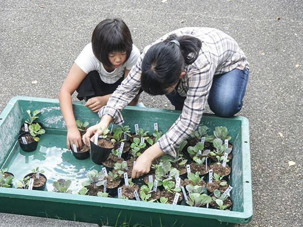 県立国見の森公園プログラム　国見農園　葉ボタンづくり