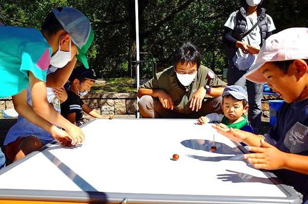 兵庫県どんぐりこま大会とドングリ工作