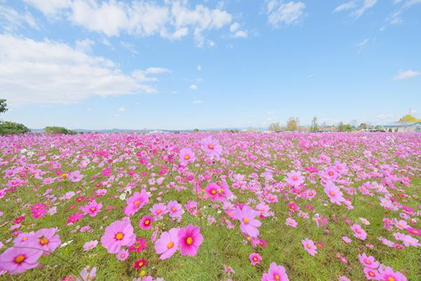 ひまわりの丘公園 コスモス畑