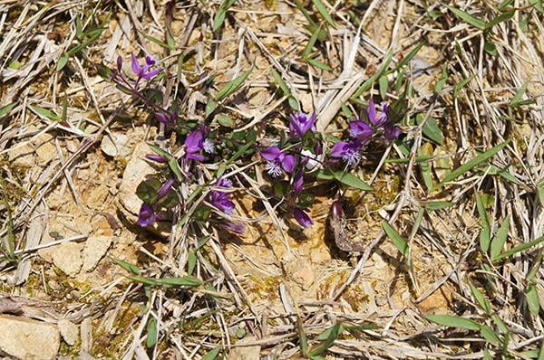 県立国見の森公園プログラム 山野草を育てよう