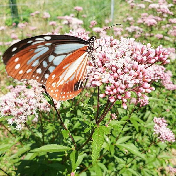 県立国見の森公園プログラム アサギマダラの舞う森づくり ボランティア活動
