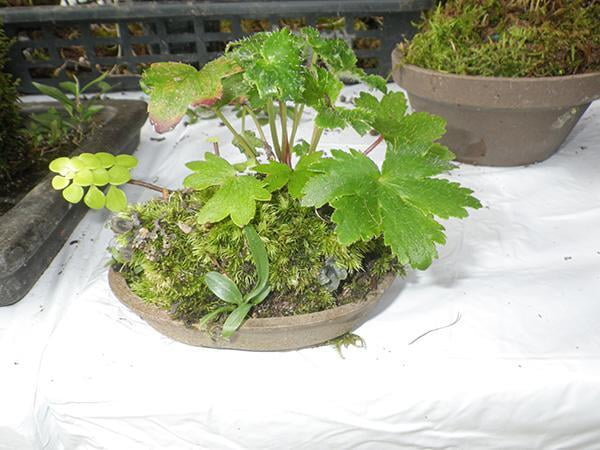 県立国見の森公園プログラム 正月お飾り寄せ植えを作ろう (山野草を楽しもうグループ)