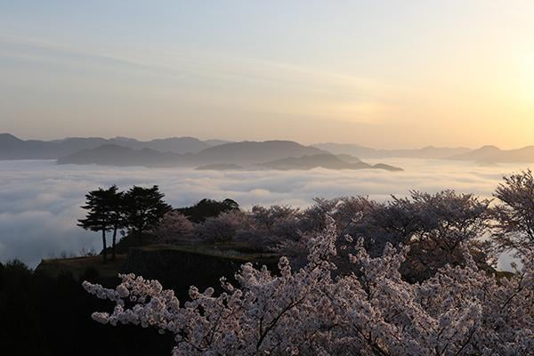 竹田城跡春の特別観覧