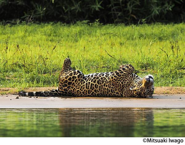 春季特別展 岩合光昭写真展 PANTANAL パンタナール 清流がつむぐ動物たちの大湿原