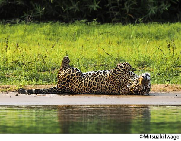 春季特別展　岩合光昭写真展　PANTANAL　パンタナール　清流がつむぐ動物たちの大湿原