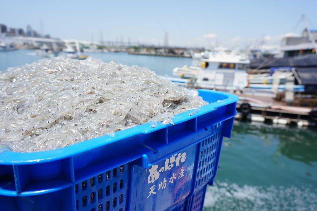 2022解禁!しらす競り見学に、魚のさばき方を実演 ~こぼれるまでたっぷり生しらす丼と播磨灘の海の幸を堪能するご昼食を~