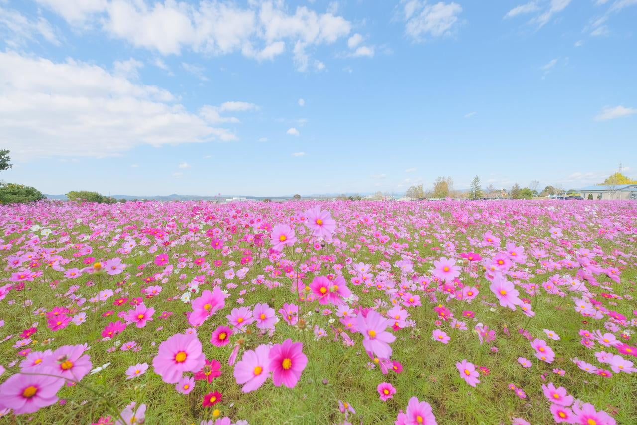 ひまわりの丘公園　コスモス畑