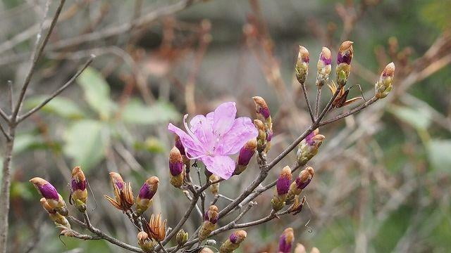 登山 春の花めぐり ~スプリングエフェメラル~