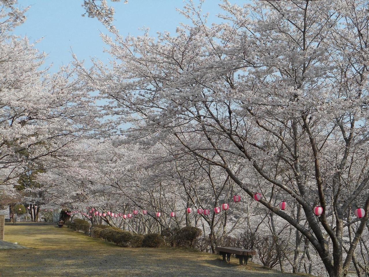 第17回佐用町桜まつり　※新型コロナウイルス感染症等の影響により中止の場合あり