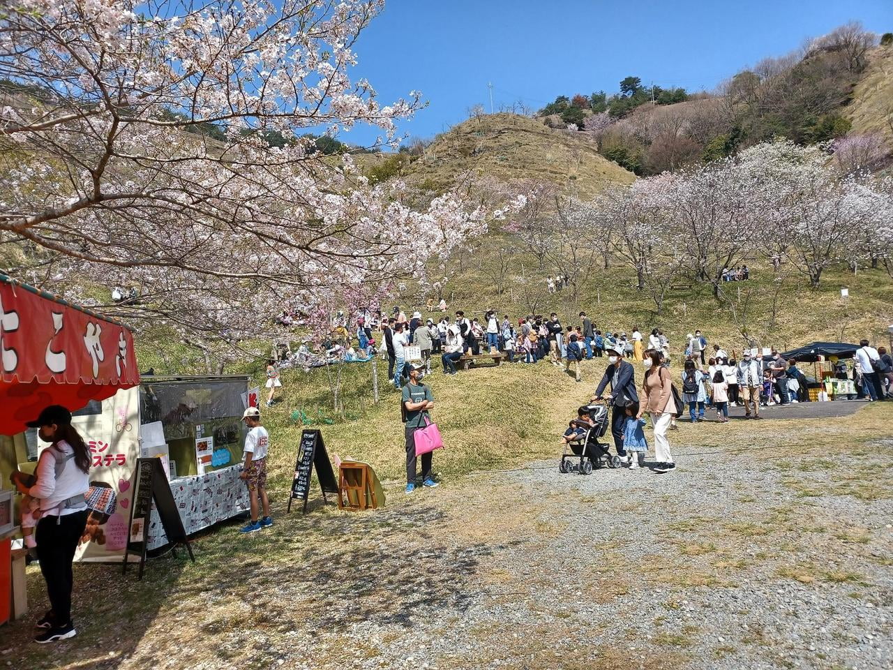 桜華園　さくらまつり