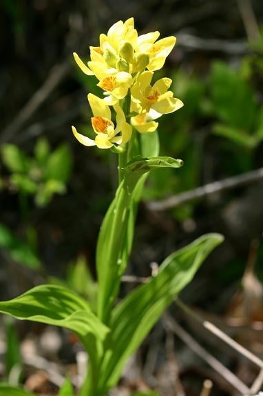 ダム湖岸植物　スプリングエフェメラル観察会