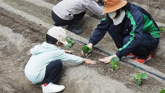 サツマイモ植え付け体験